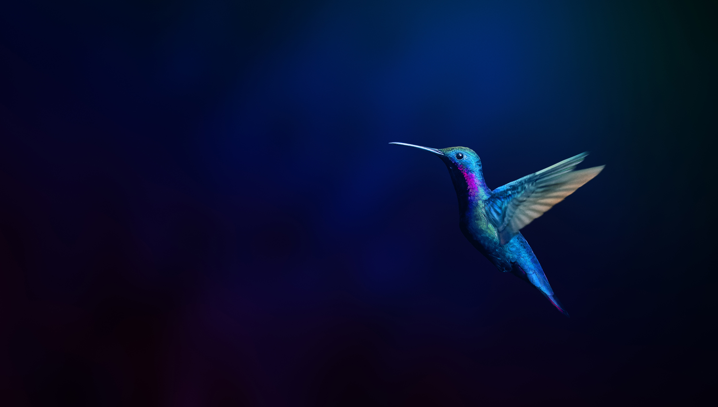 hummingbird brand image