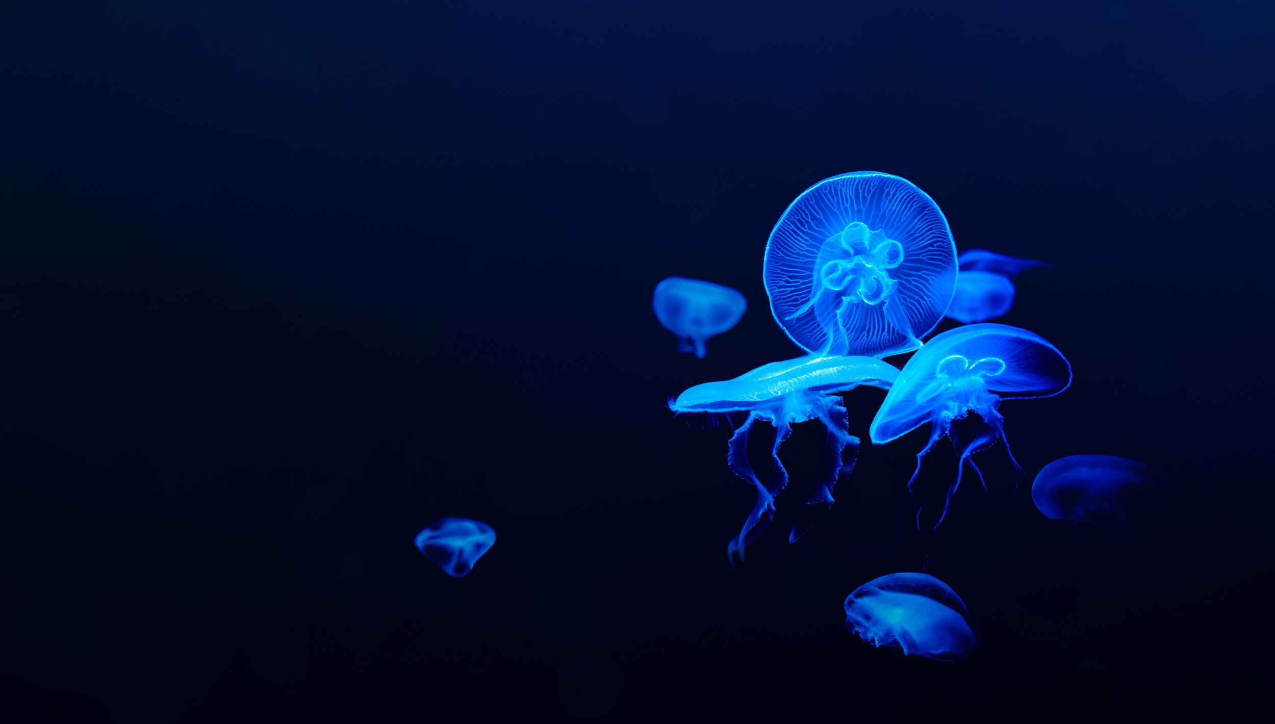 jellyfish brand image