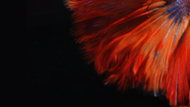 Registered for Asgard